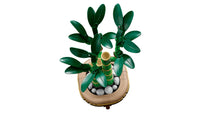 Lucky Bamboo (325+pcs)