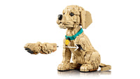 Golden Retriever Puppy (2102+pcs)